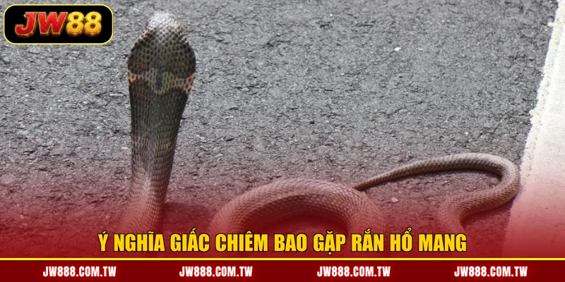 Ý nghĩa giấc chiêm bao gặp rắn hổ mang